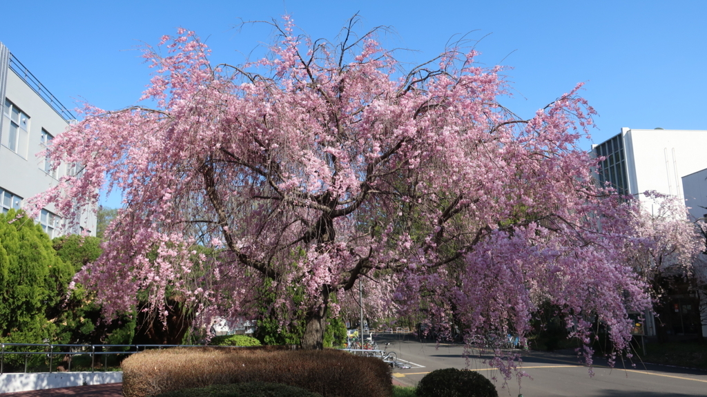 東京学芸大　桜