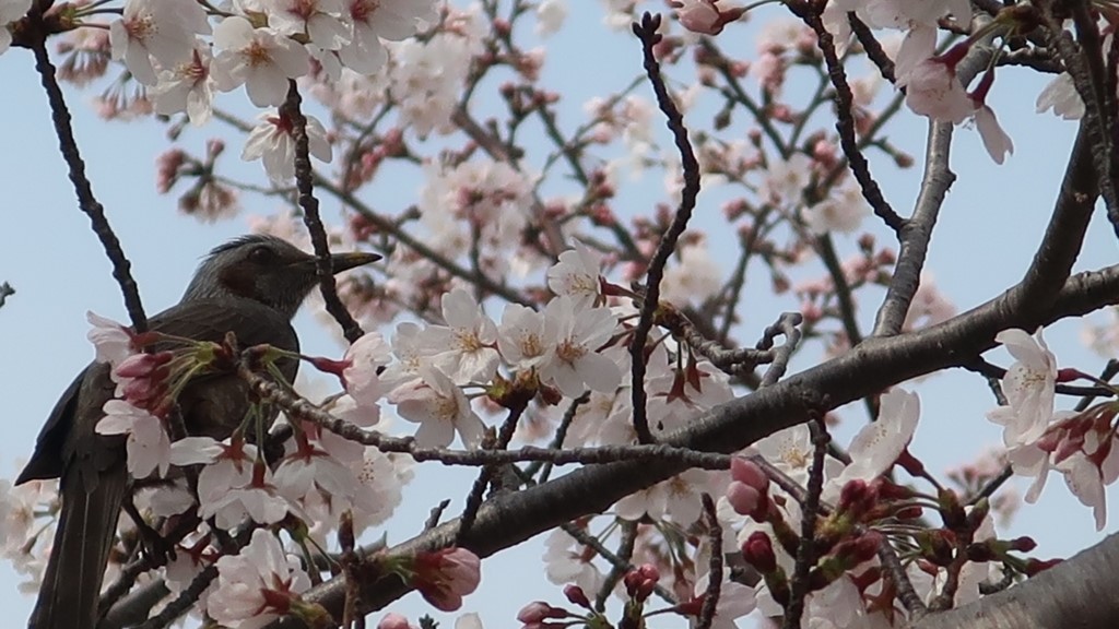 明海大の桜