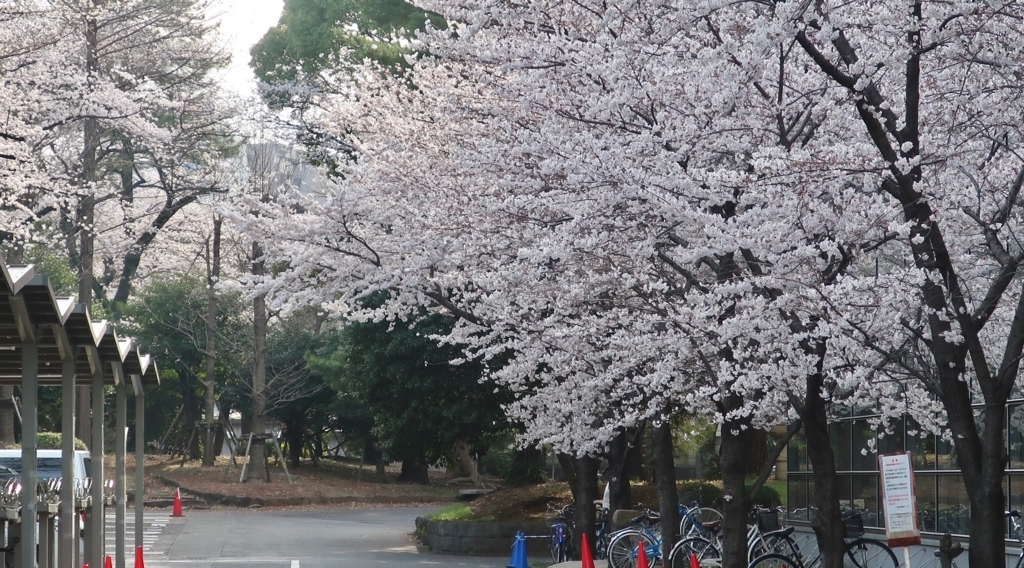 明治大の桜