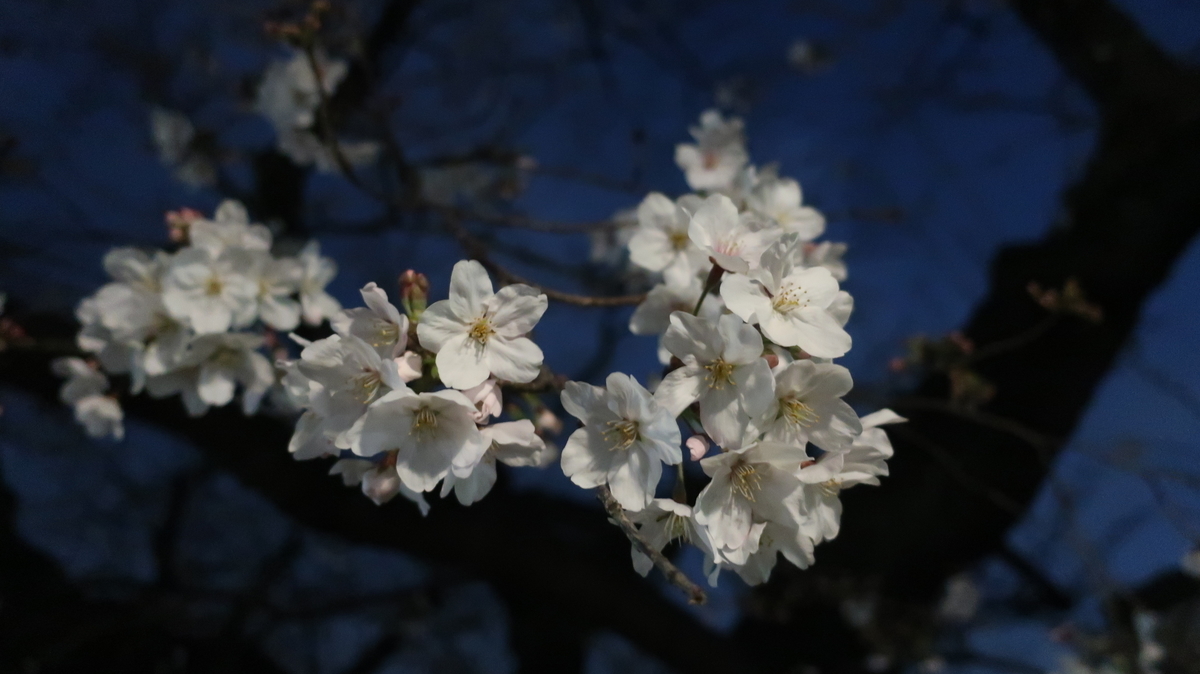 東工大　夜桜