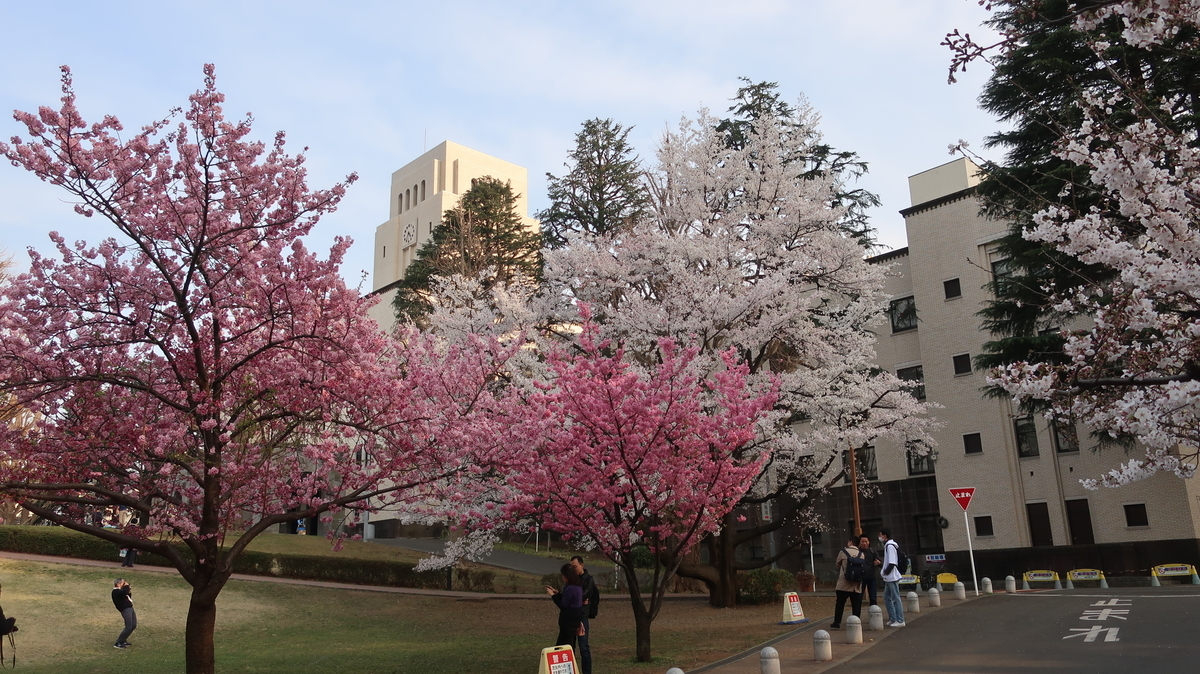 東工大の桜