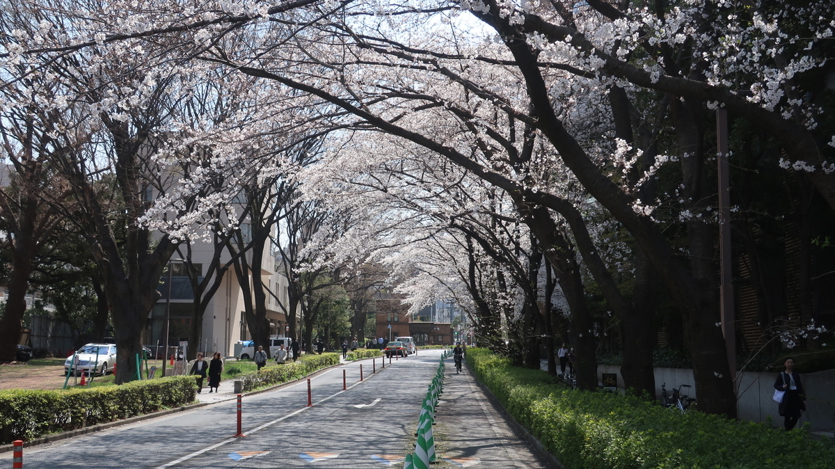 東京大　医学部附属病院　桜