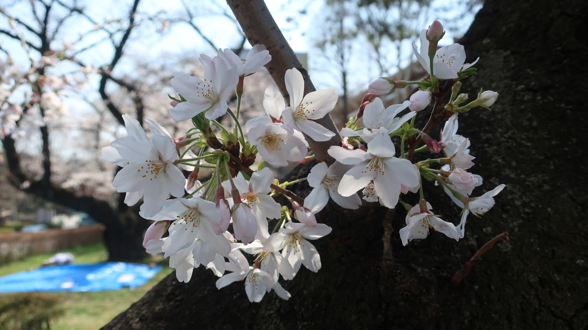 東大の桜