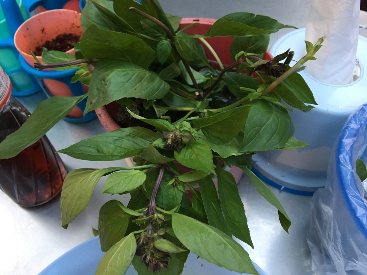 f:id:travelalcos:20190514105604j:plain f:id:travelalcos:20190514105604j:plain