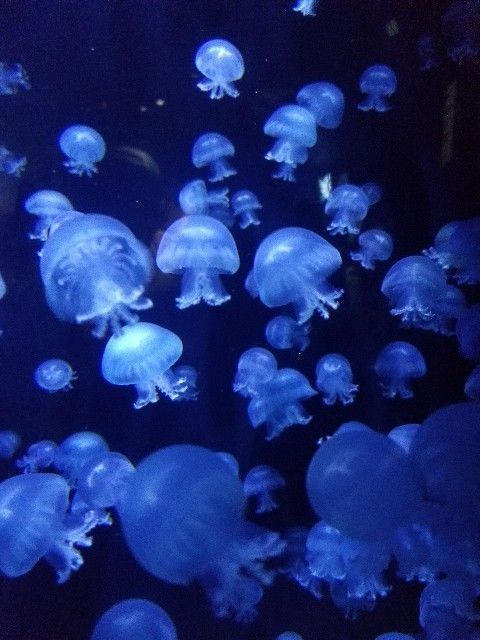 f:id:traveler-cipher:20200704222916j:image f:id:traveler-cipher:20200704222916j:image