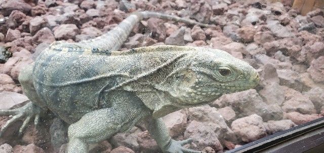 爬虫類好きの聖地 トカゲやカメと触れ合えちゃう 体感型動物園 旅人サイファのお出かけブログ 爬虫類好きの聖地 トカゲやカメと触れ合えちゃう 体感型動物園 旅人サイファのお出かけブログ