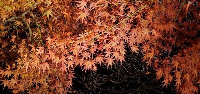 f:id:traveler-cipher:20220311062628j:image f:id:traveler-cipher:20220311062628j:image