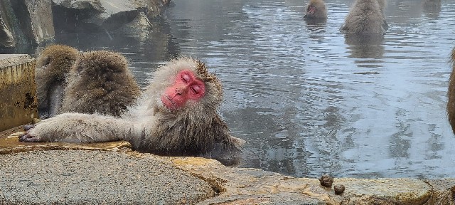 長野】野生のサルが温泉に浸かる！？『地獄谷野猿公苑』は世界的レア