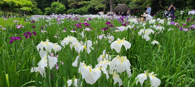 f:id:traveler-cipher:20230611104821j:image f:id:traveler-cipher:20230611104821j:image