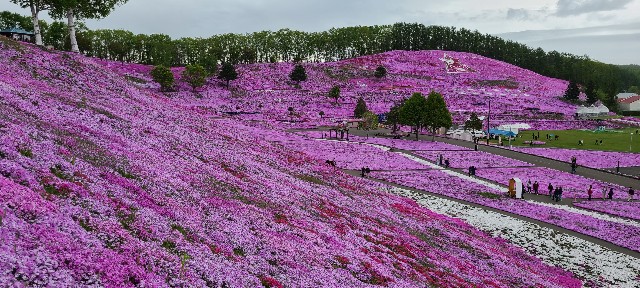北海道】まるで花の絨毯！『ひがしもこと芝桜公園』が圧巻！ - 旅人