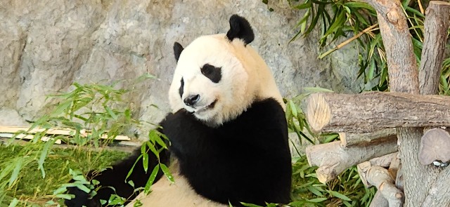 和歌山】入園料のみでも楽しめる！？『南紀白浜アドベンチャー