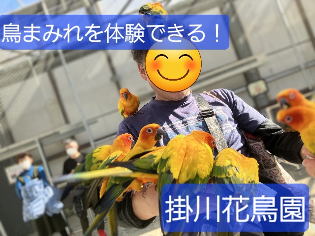 静岡】「鳥まみれ」攻略法伝授！『掛川花鳥園』で鳥まみれ体験