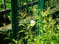 20080610082424