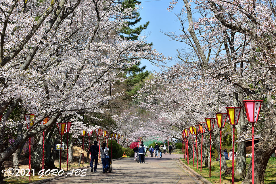 日岡山公園の桜 吾郎の語録