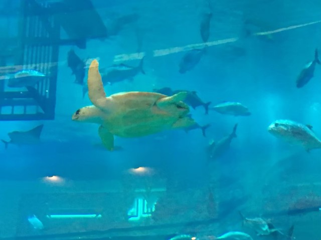 f:id:travelingworldwide:20200426145644j:image f:id:travelingworldwide:20200426145644j:image