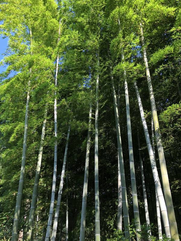 f:id:traveljapankyoto:20180716110924j:plain f:id:traveljapankyoto:20180716110924j:plain
