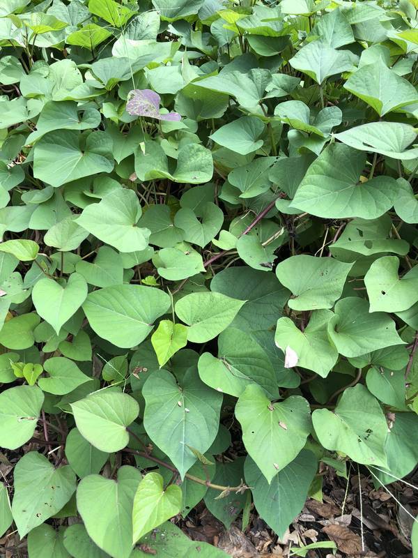 f:id:traveljapankyoto:20180926092957j:plain f:id:traveljapankyoto:20180926092957j:plain