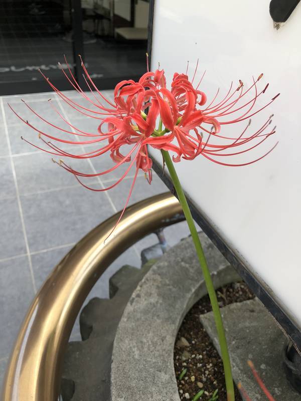 f:id:traveljapankyoto:20180926093116j:plain f:id:traveljapankyoto:20180926093116j:plain
