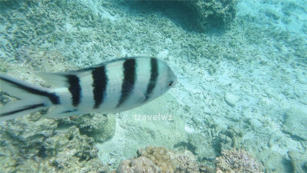 f:id:travelwz:20160303014700j:image f:id:travelwz:20160303014700j:image