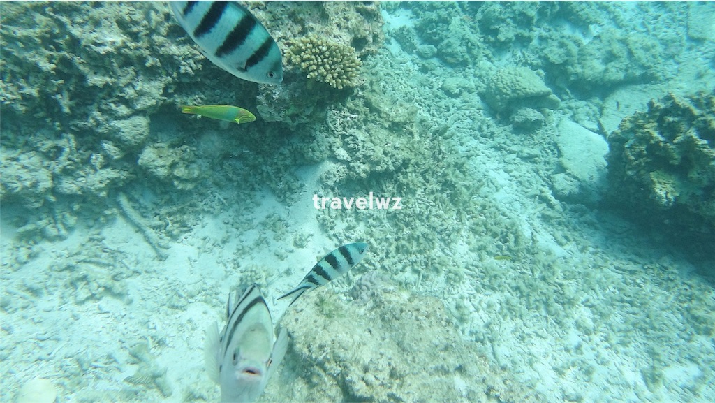 f:id:travelwz:20160303014707j:image f:id:travelwz:20160303014707j:image