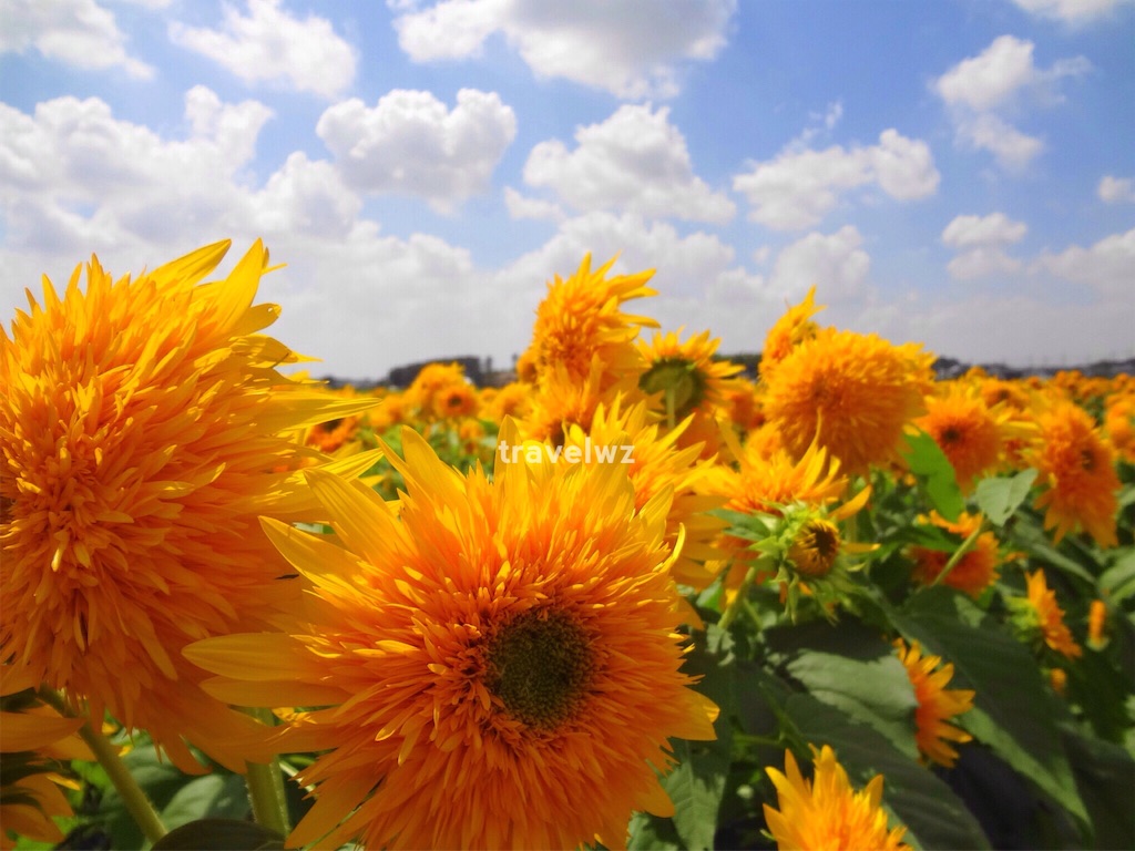 f:id:travelwz:20160831131334j:image f:id:travelwz:20160831131334j:image