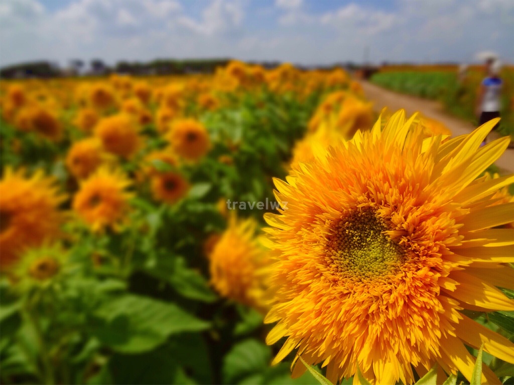 f:id:travelwz:20160831202311j:image f:id:travelwz:20160831202311j:image