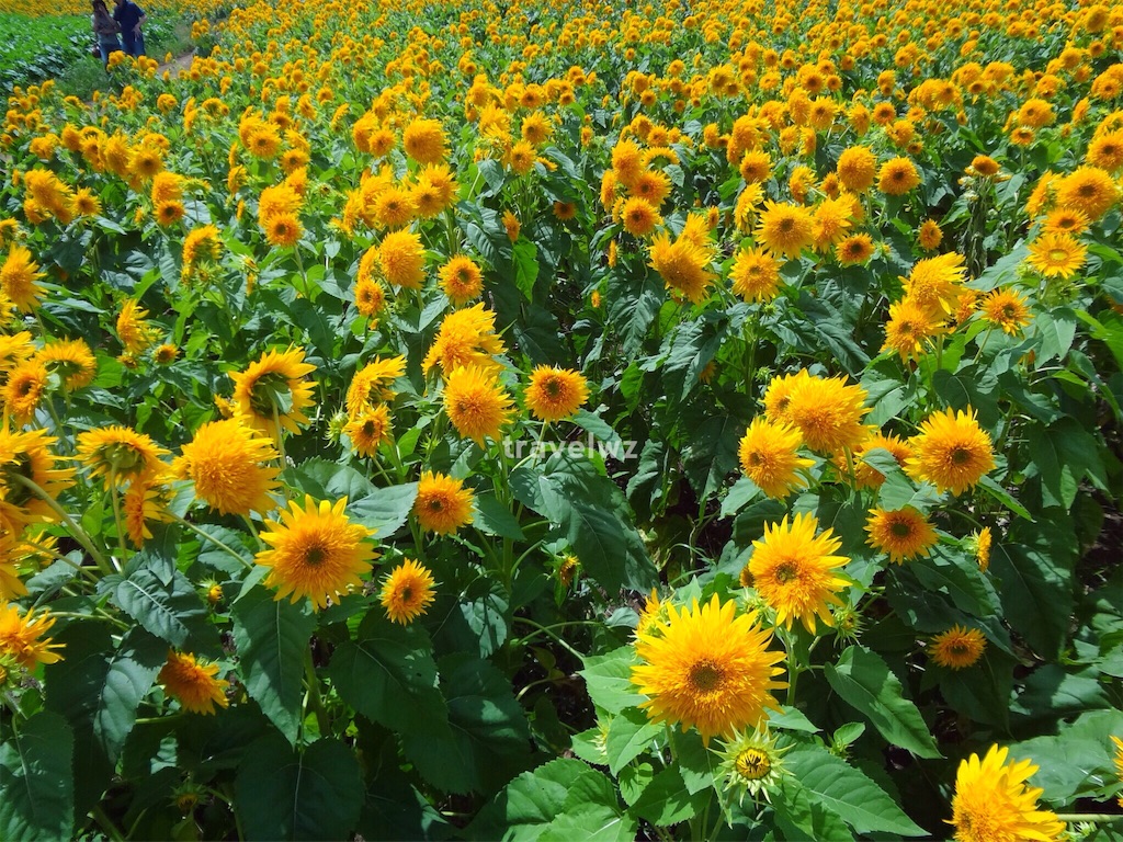 f:id:travelwz:20160831202626j:image f:id:travelwz:20160831202626j:image