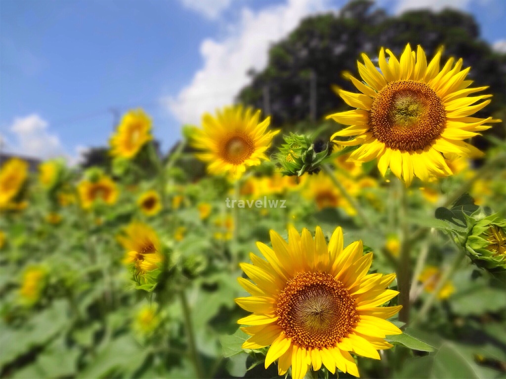 f:id:travelwz:20160831202906j:image f:id:travelwz:20160831202906j:image