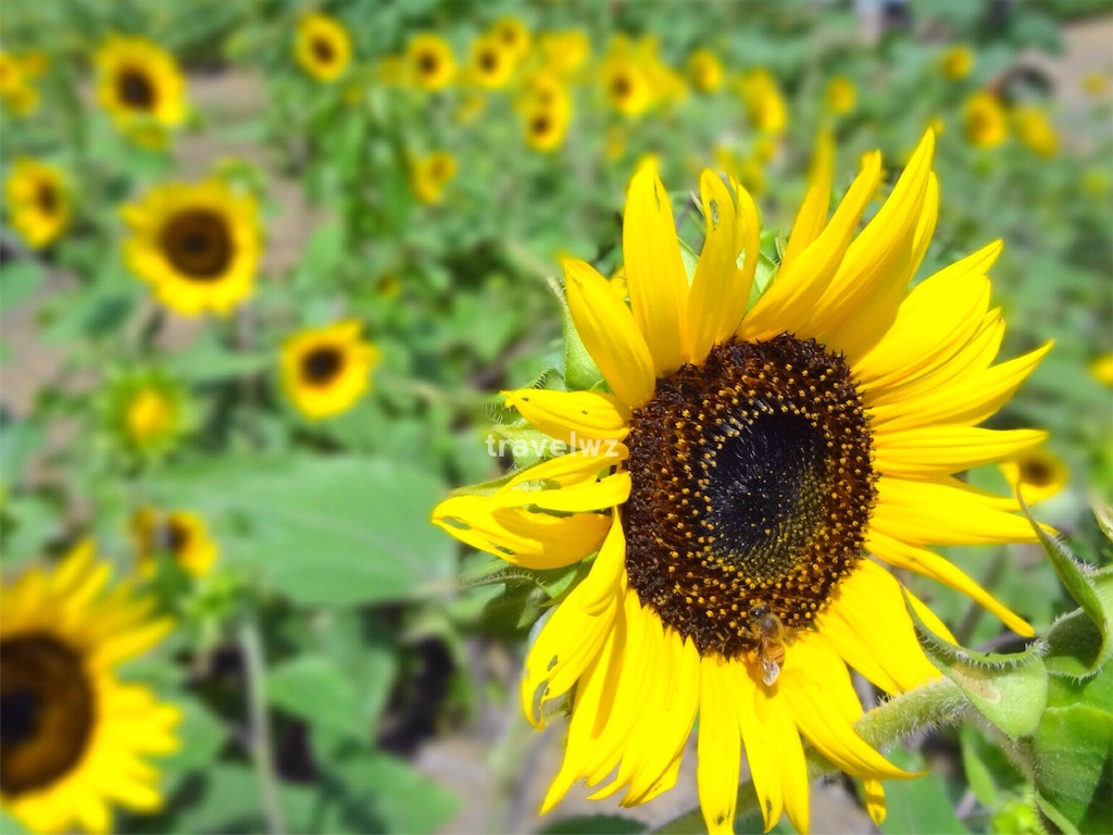 f:id:travelwz:20160831203538j:image f:id:travelwz:20160831203538j:image