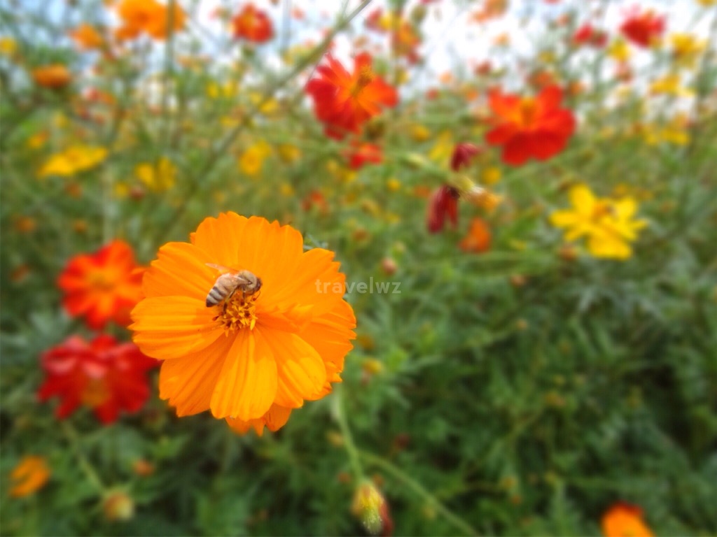 f:id:travelwz:20160901144408j:image f:id:travelwz:20160901144408j:image