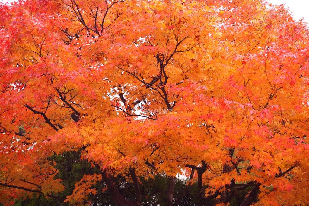 f:id:travelwz:20161007011543j:image f:id:travelwz:20161007011543j:image