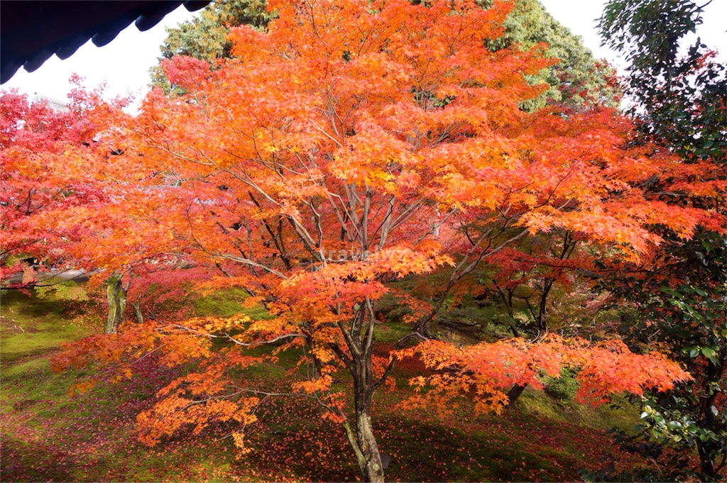 f:id:travelwz:20161014224640j:image f:id:travelwz:20161014224640j:image