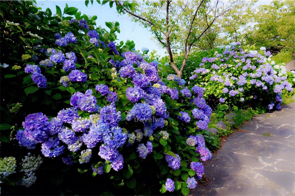 f:id:travelwz:20170616111849j:image f:id:travelwz:20170616111849j:image
