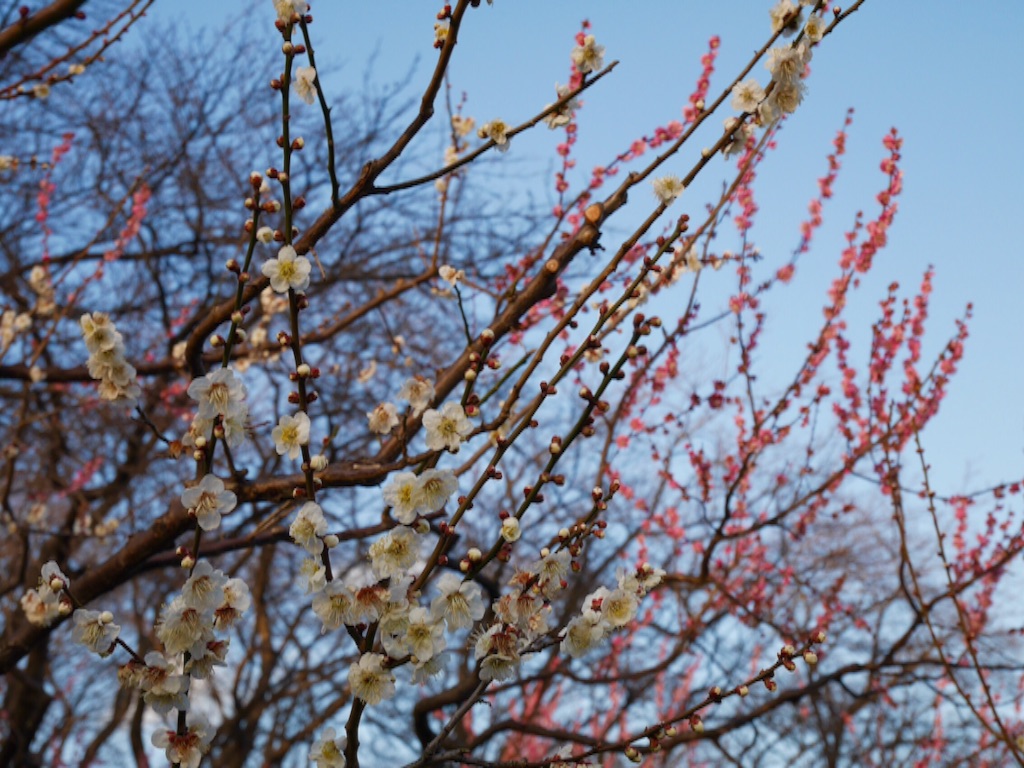 f:id:travelyokohama:20170218231234j:image f:id:travelyokohama:20170218231234j:image