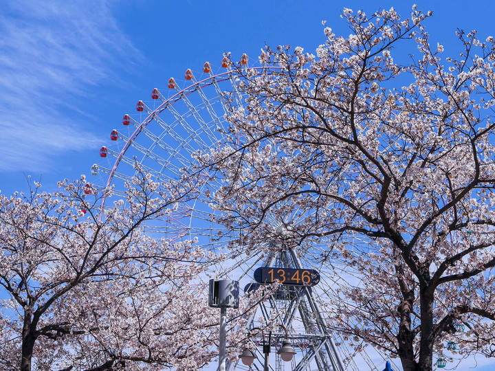 みなとみらい 桜