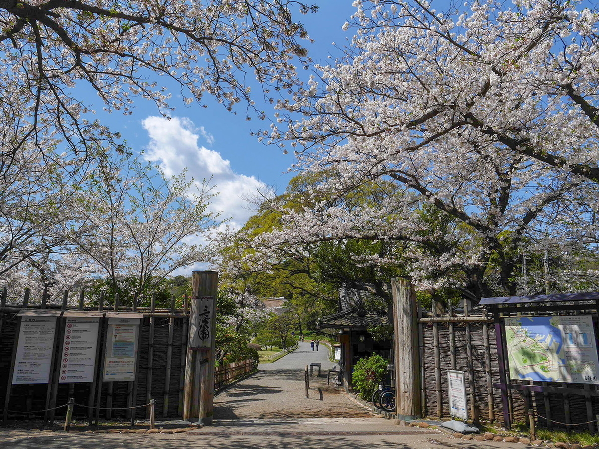 三溪園 2020年 桜 花見