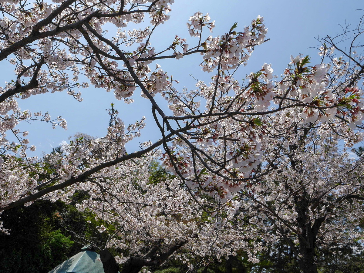 横浜 三溪園 2020年の桜の様子