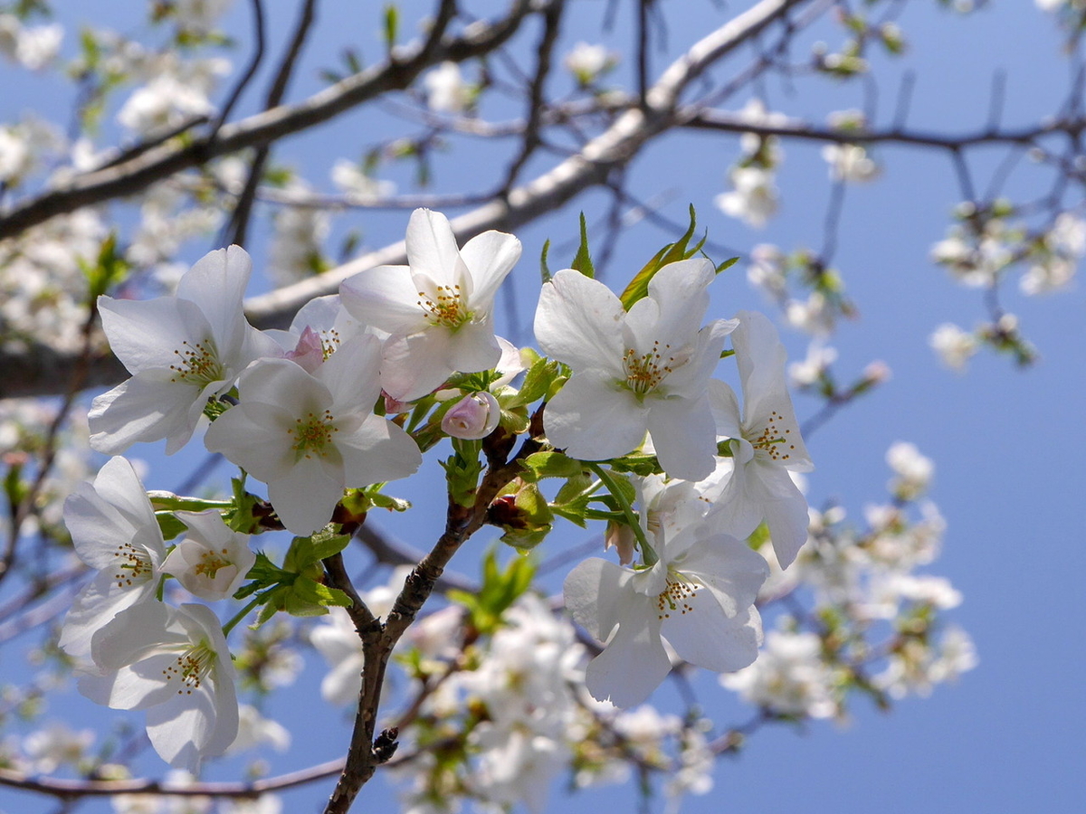 三溪園 柳津高桑星桜