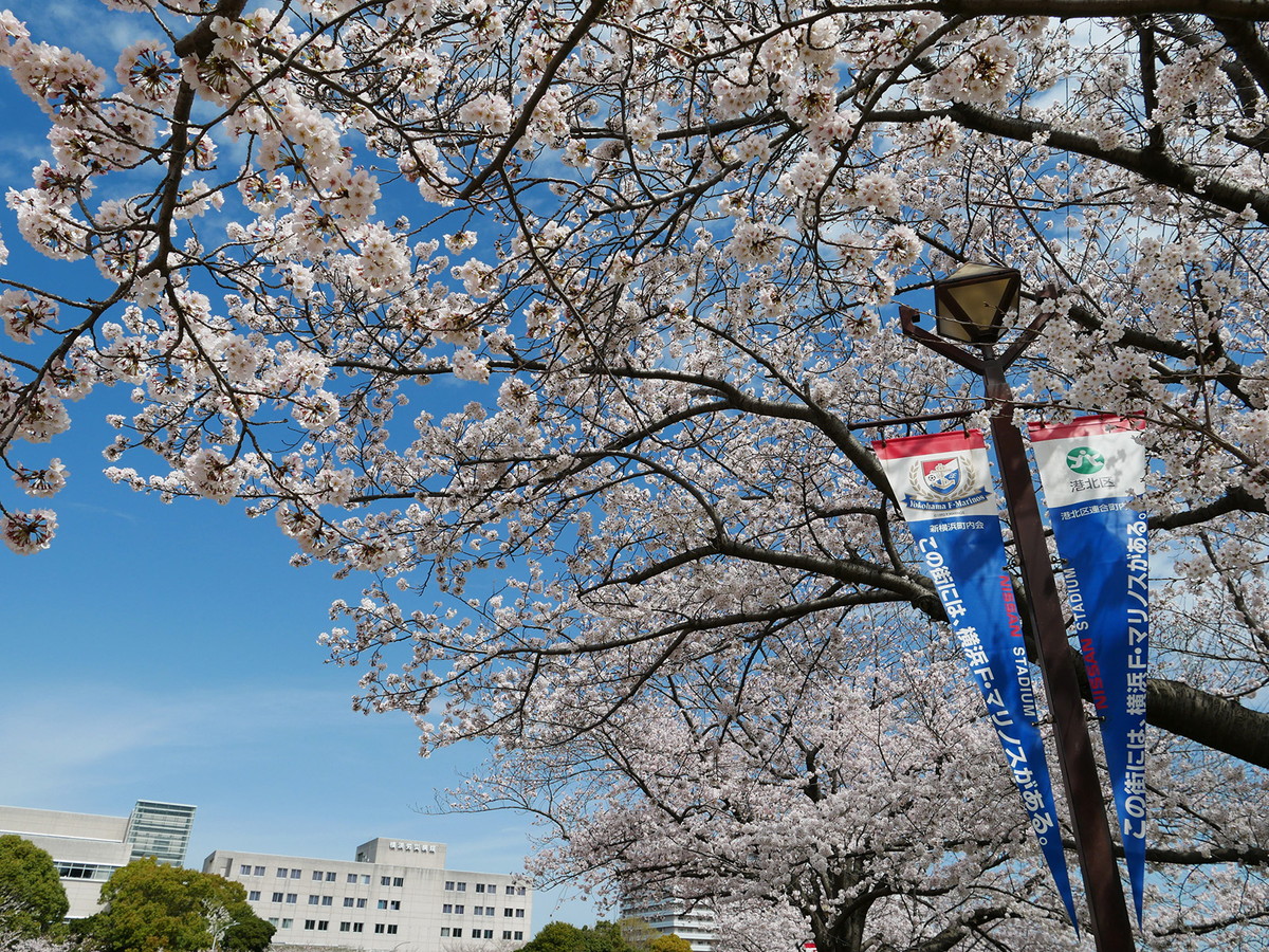 横浜の桜が一気に満開 新横浜 三ッ沢公園 山手 みなとみらい 大岡川を駆け足でお花見 22年 横浜ウォッチャー