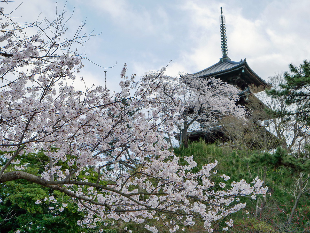 桜が見ごろを迎えた三渓園