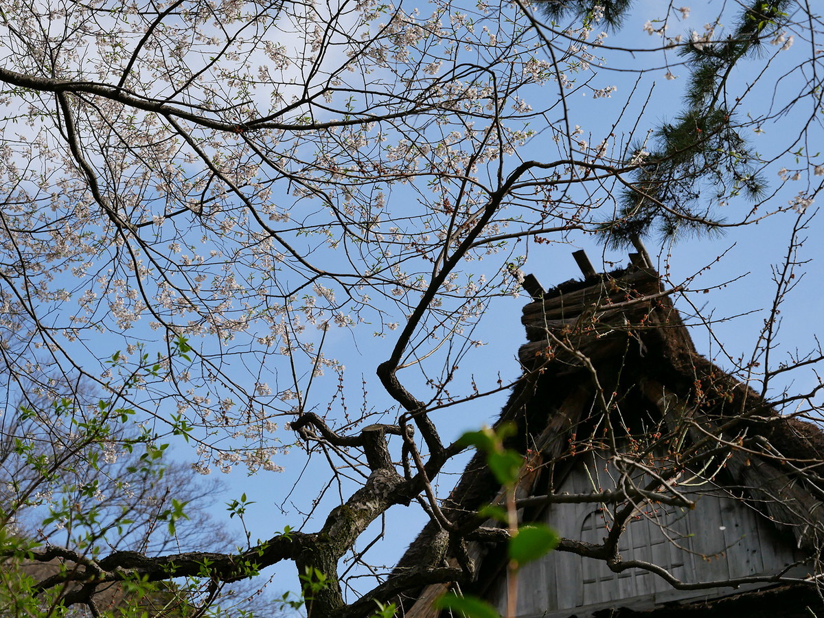 荘川桜二世（しょうがわざくら にせい）。岐阜県指定の天然記念物で樹齢450年の荘川桜の種子から育てた二世の桜