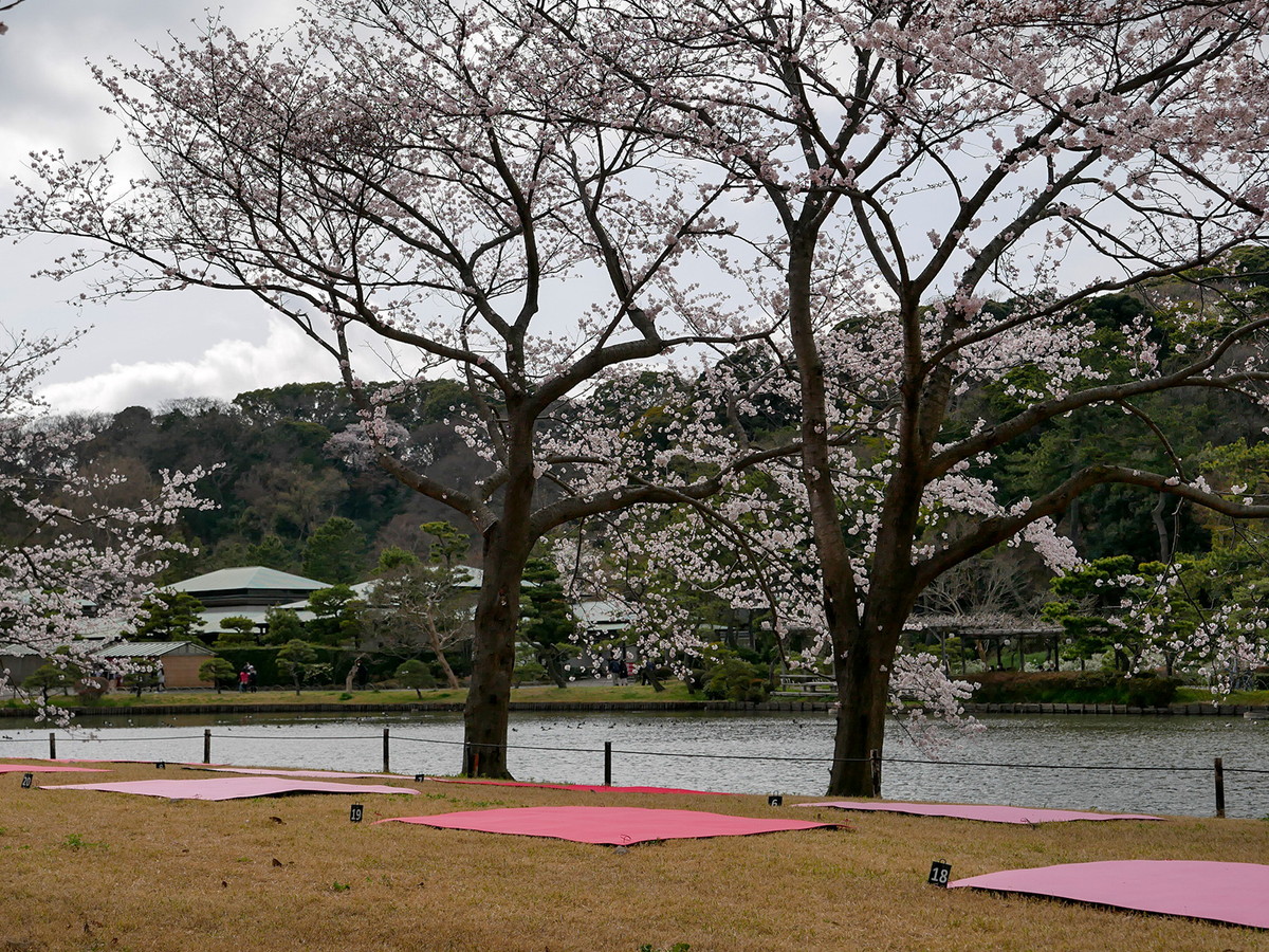 お花見ひろばが初登場