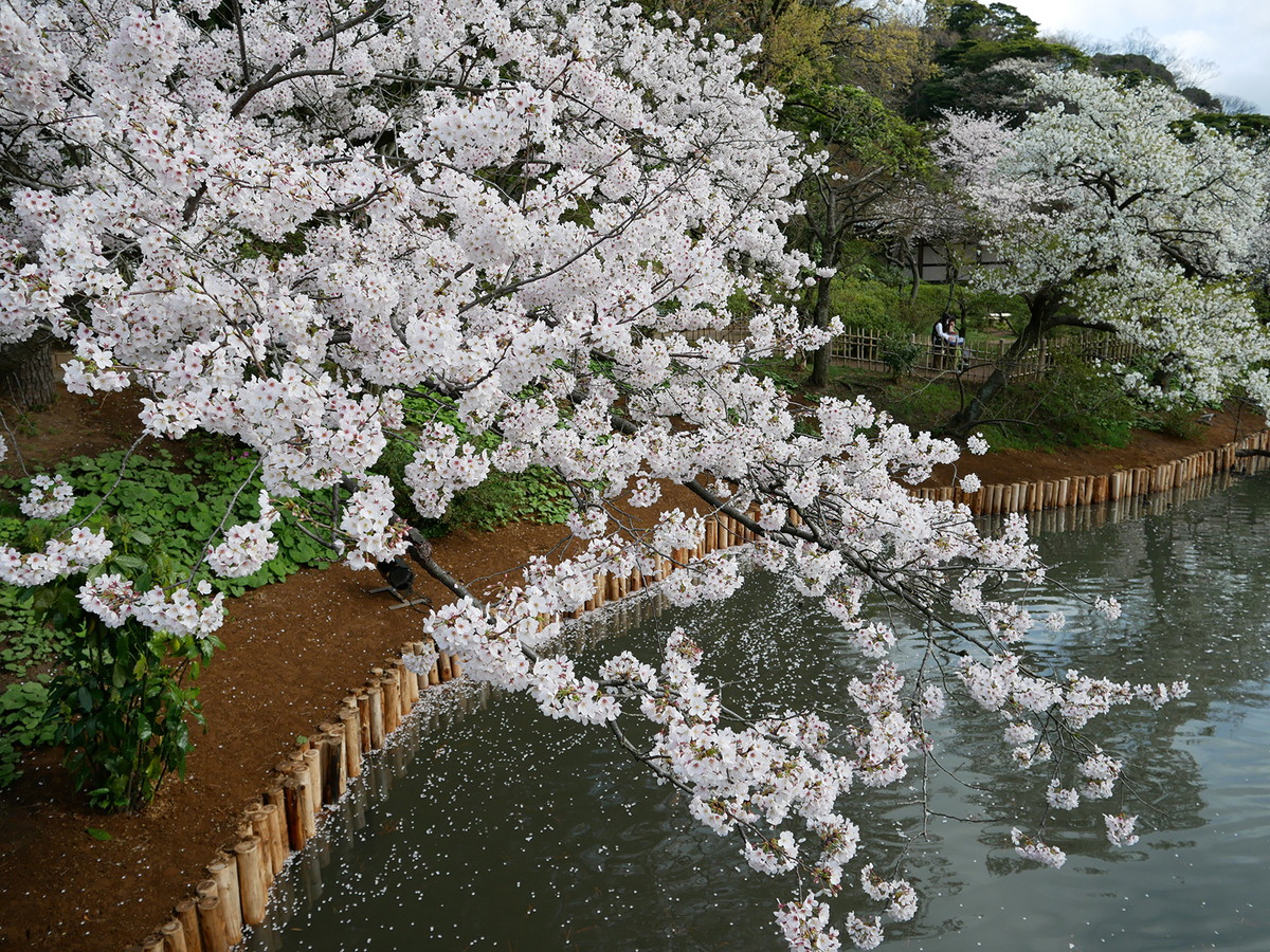 満開の三渓園の桜