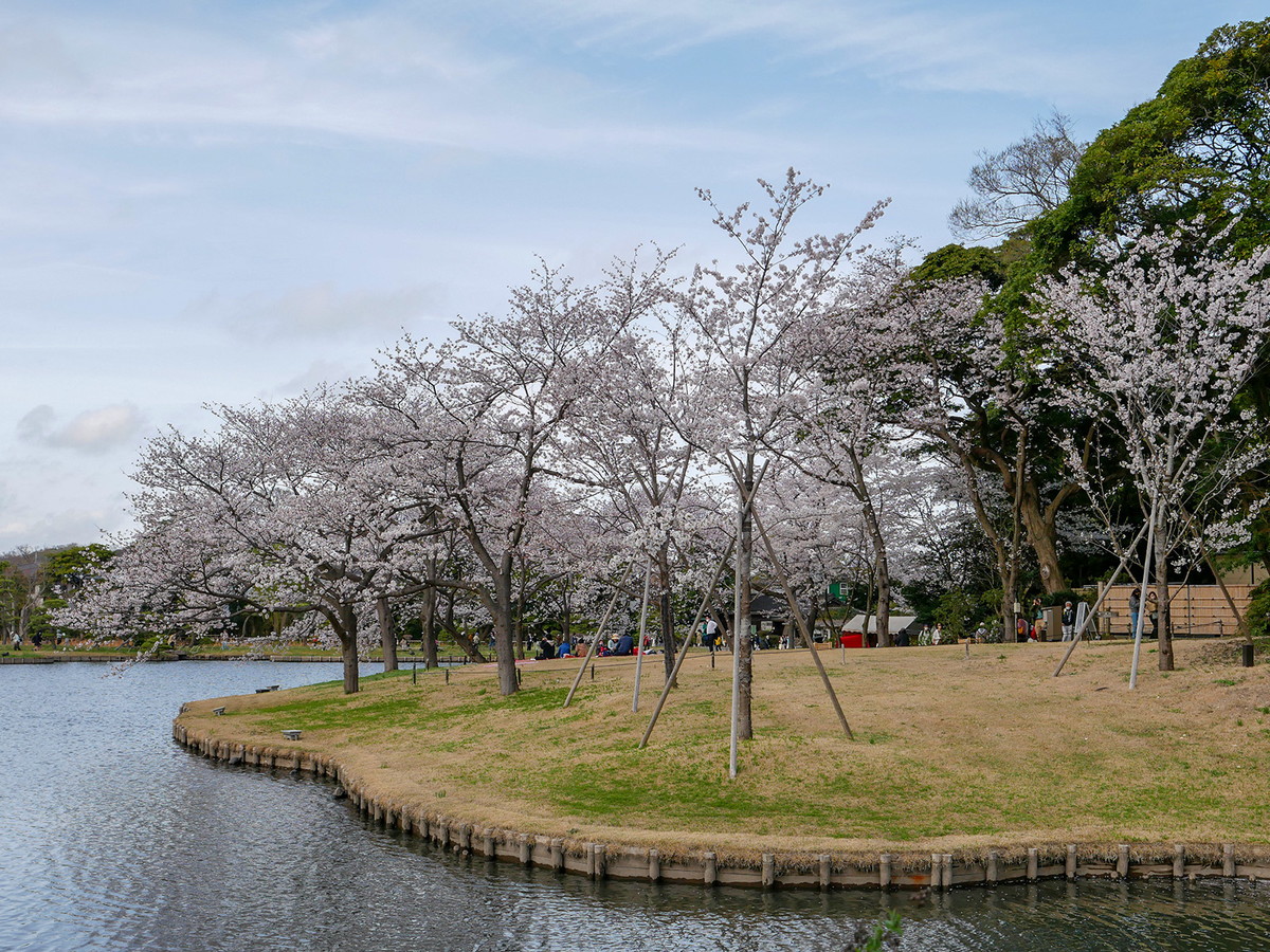 満開の三渓園の桜