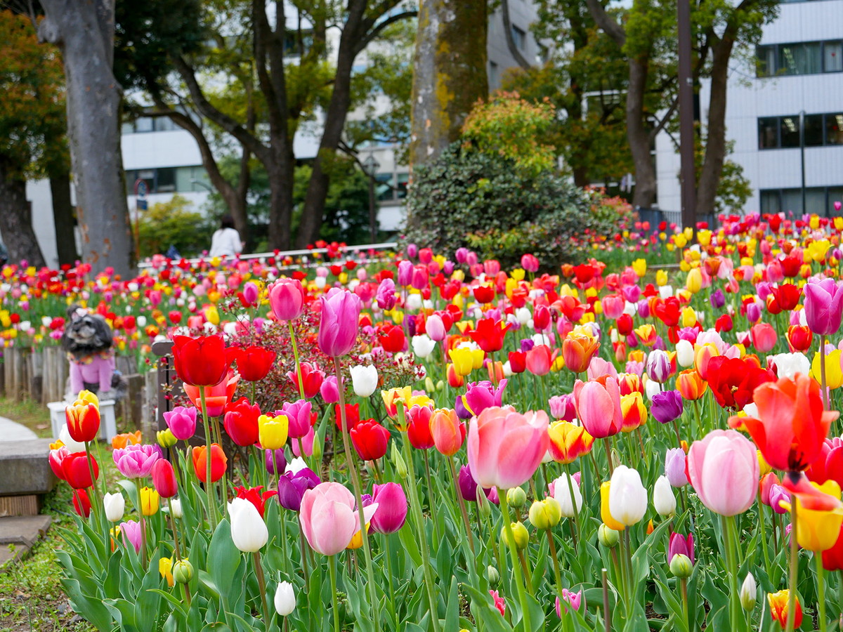 横浜公園のチューリップ