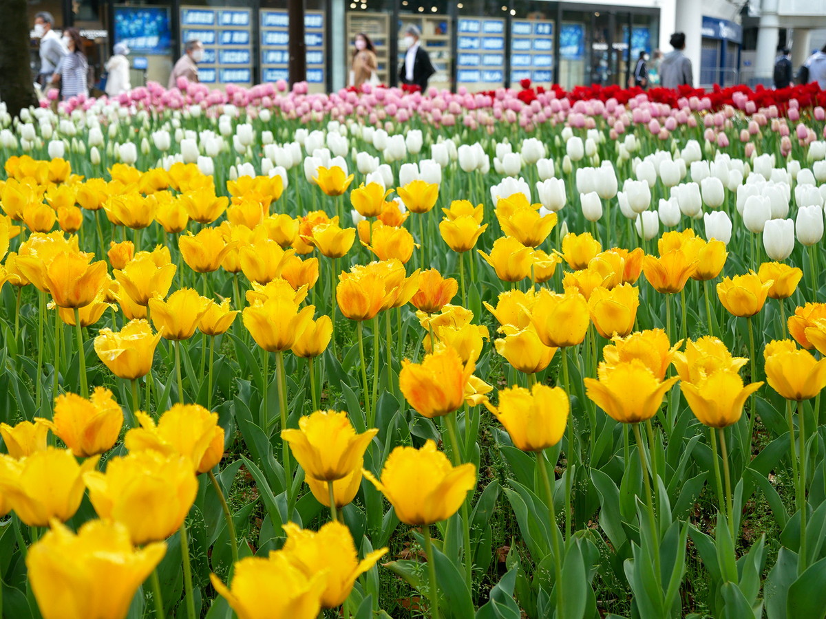 横浜公園のチューリップ