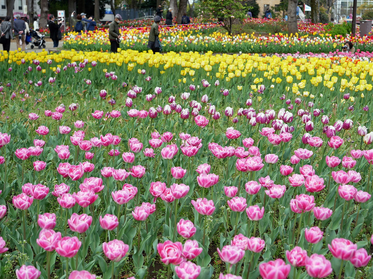 横浜公園のチューリップ