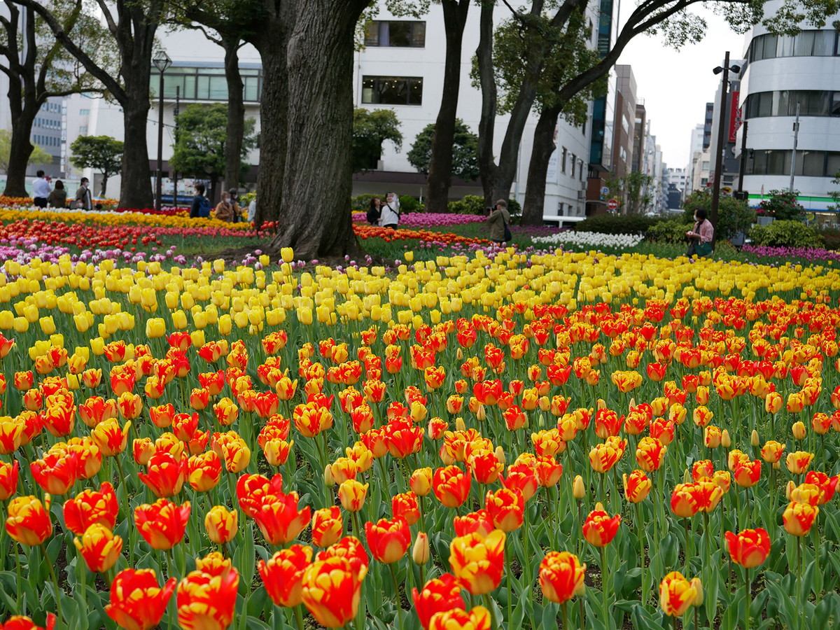 横浜公園のチューリップ