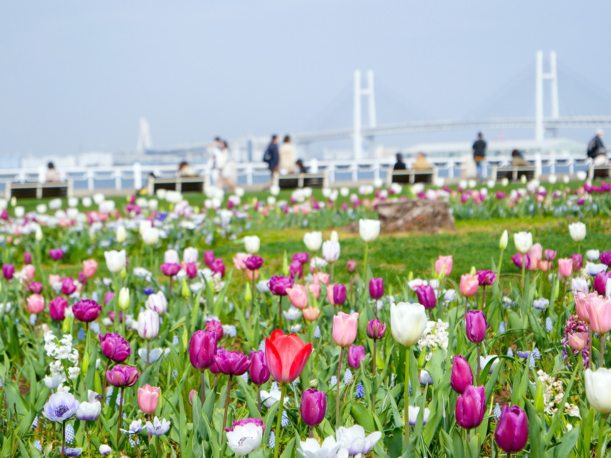 山下公園の花壇