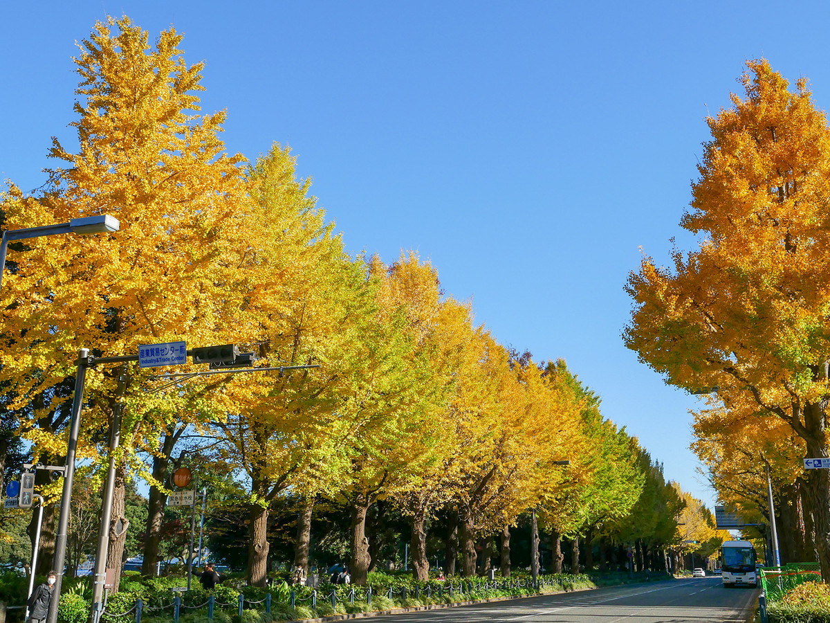 山下公園通りのイチョウ並木